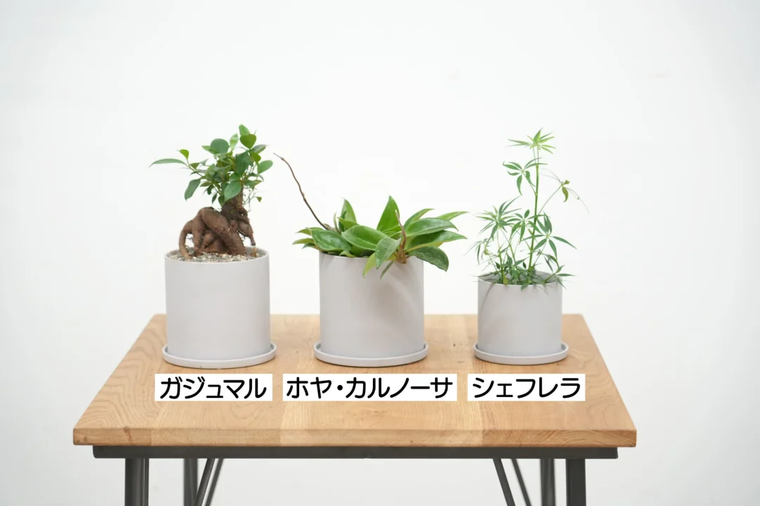 はじめての観葉植物育てやすい種類を選ぼう（1時間目）
