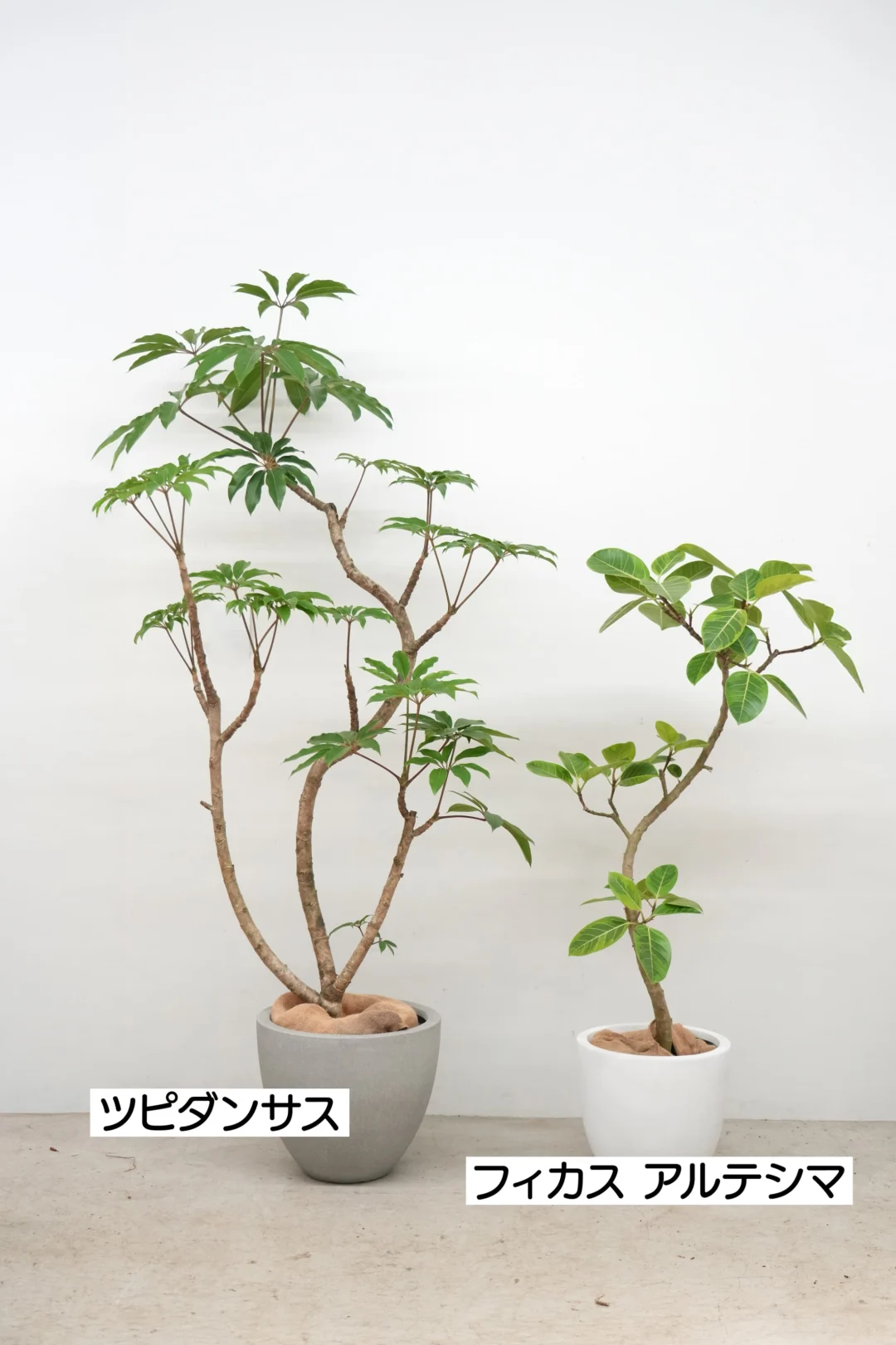 はじめての観葉植物育てやすい種類を選ぼう（1時間目）