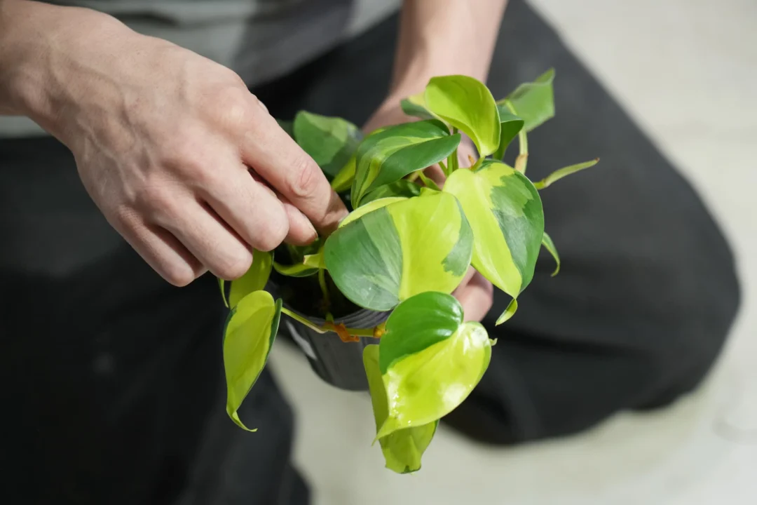 はじめての観葉植物育てやすい種類を選ぼう（1時間目）