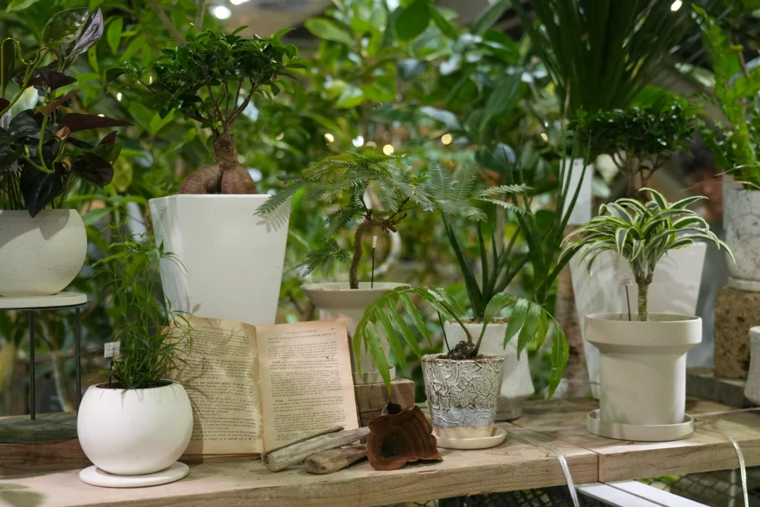 はじめての観葉植物育てやすい種類を選ぼう（1時間目）