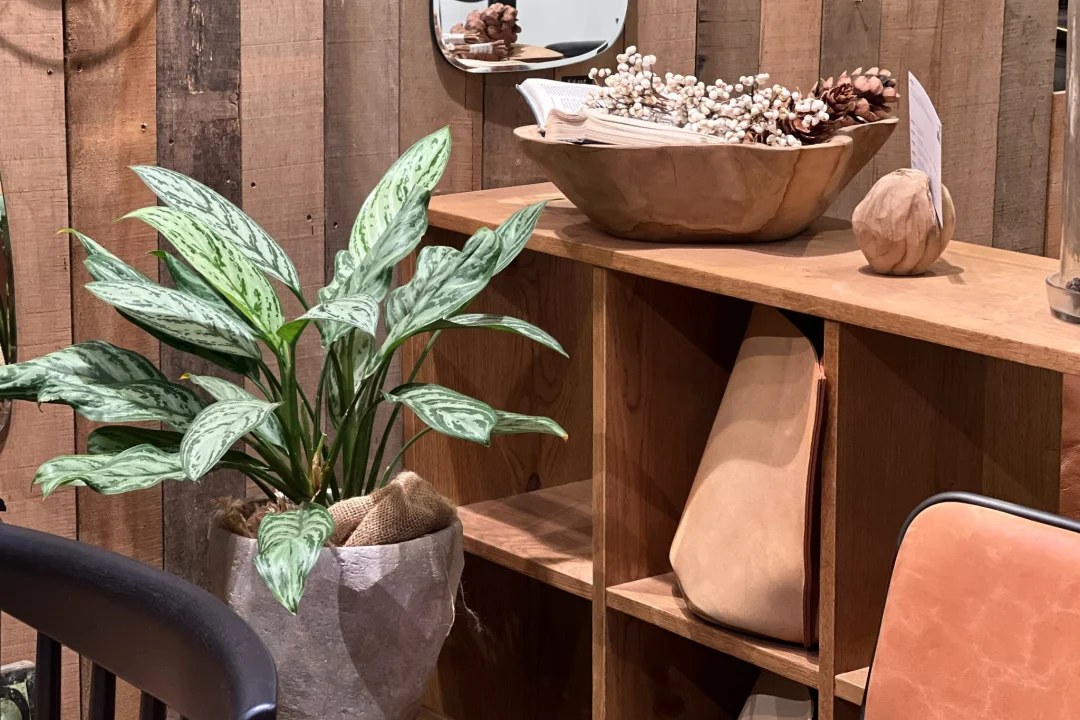 はじめての観葉植物育てやすい種類を選ぼう（1時間目）